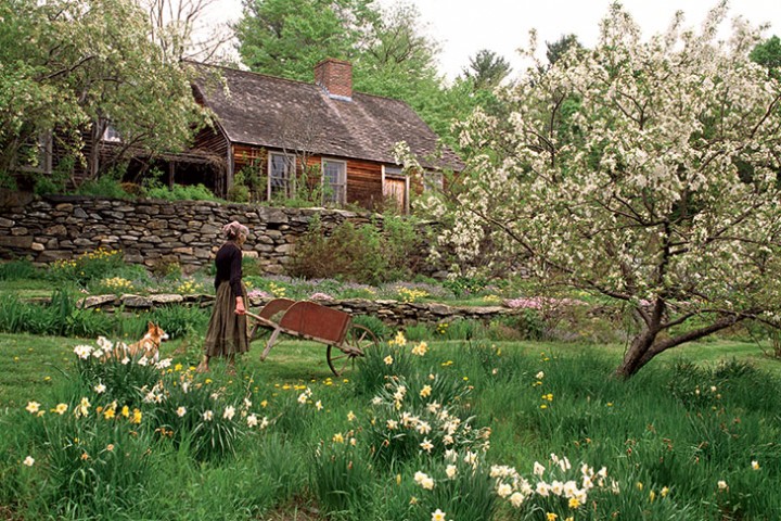 Daffodils and rabapple trees bloom below the house that Tasha’s son Seth built for his mother in Marlboro, Vermont, in the early 1970s; son Tom shingled the roof; stone terraces were crafted by Jim Herrick. “The first thing I did was plant daffodils— over a thousand,” Tasha wrote.