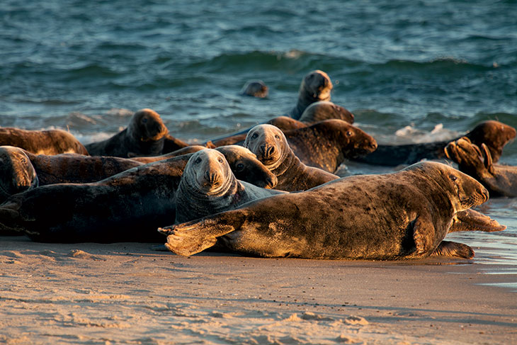 Gray Seals Cape Cod