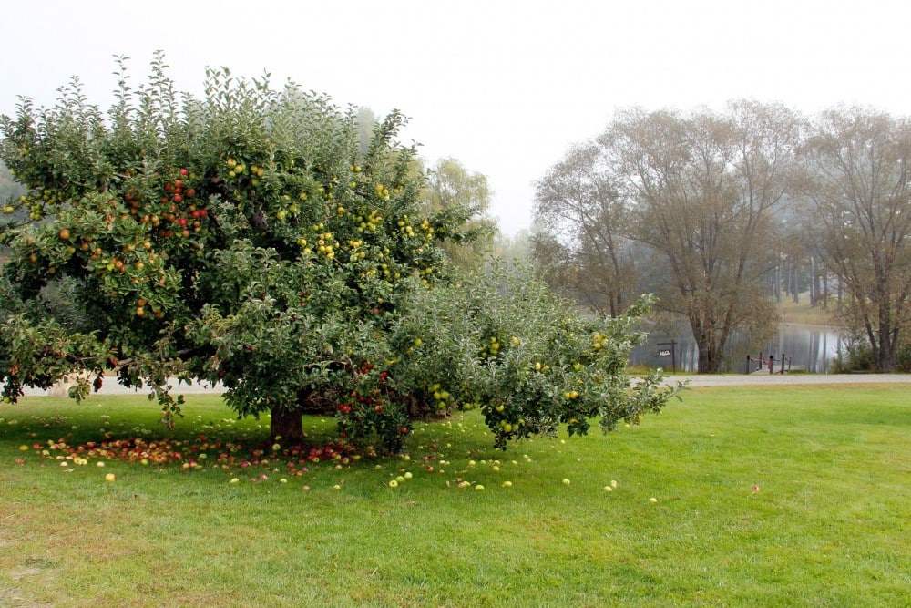 13 Best Apple Orchards in New England New England Today