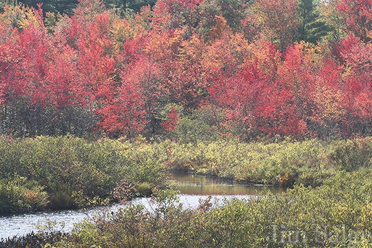Swamp Maples Provide Punches of Color in Southern New England
