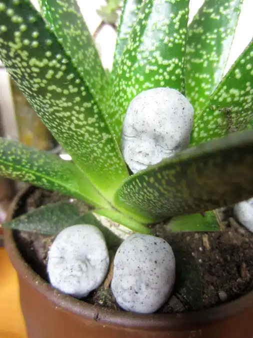Halloween Houseplant Picks