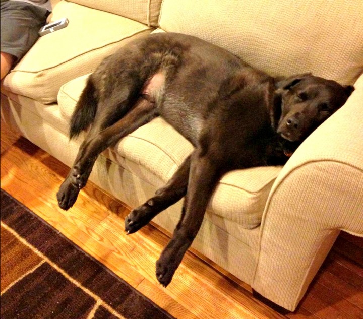 Jack taking a well-deserved nap on the couch after a long day of hiking. 