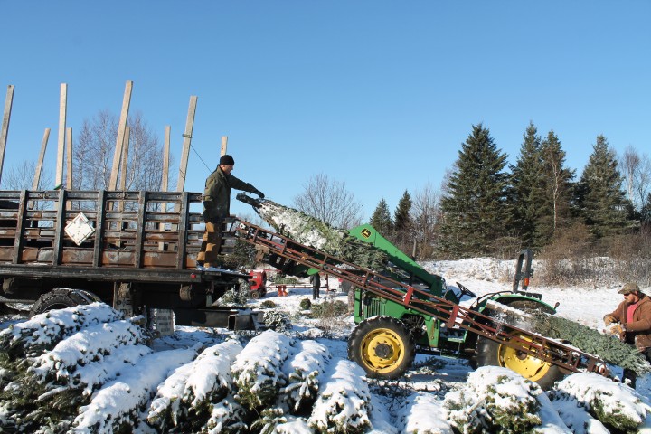 Steve Moffatt, third generation Christmas Tree farmer loading trees.