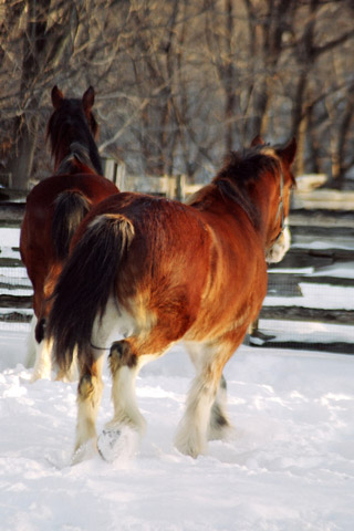 clydesdales-dt