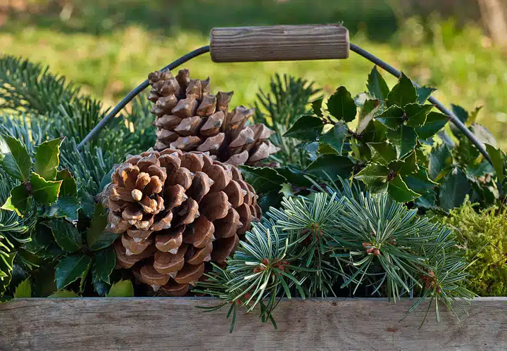 holiday container garden
