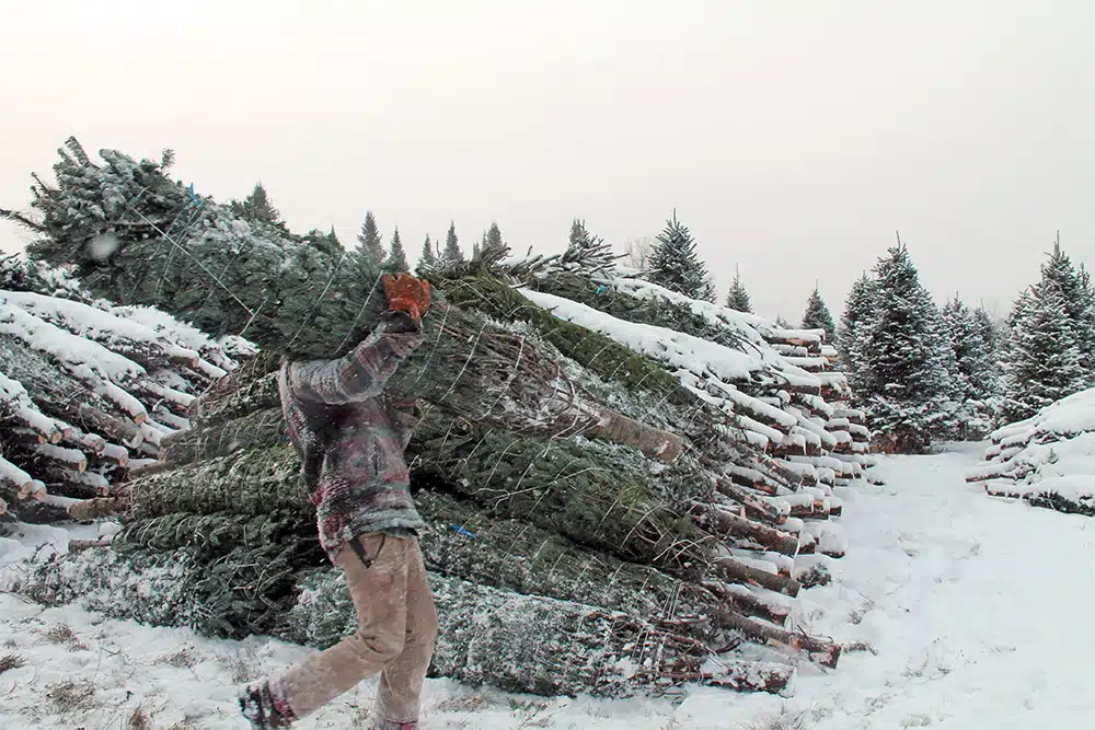 Person carrying a bundled Christmas tree in a snowy field with piles of bundled trees in the background.