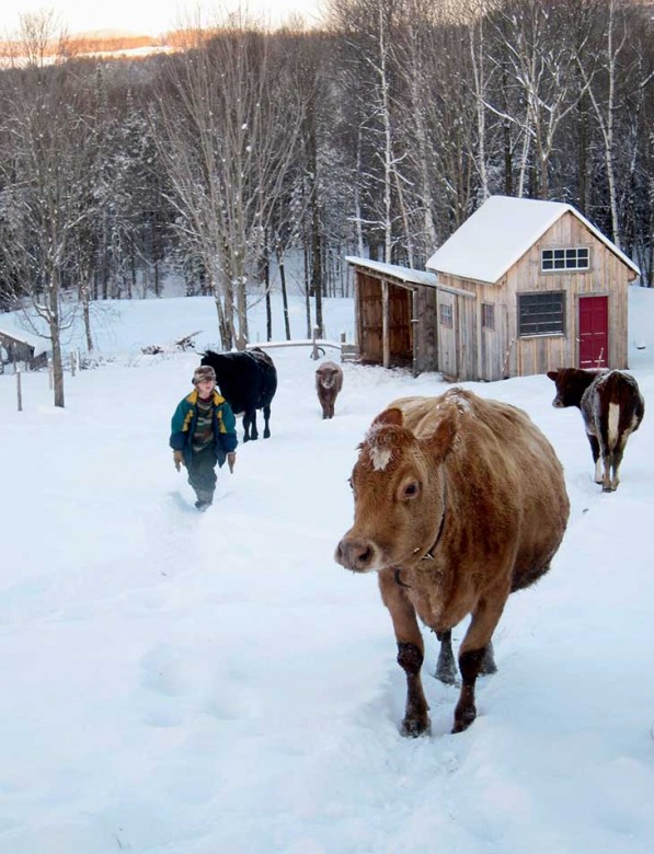 The Hewitts keep six cows, most of them Jersey/Milking Shorthorn crosses.