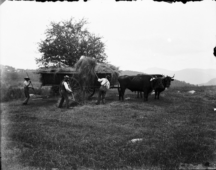 A New England haying scene, location unknown.