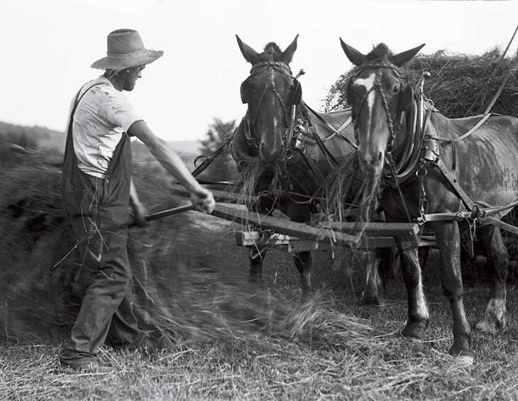 Haying in Thomaston, Maine, 1928. This image was part of Blackington’s collection but might have been shot by another photographer.
