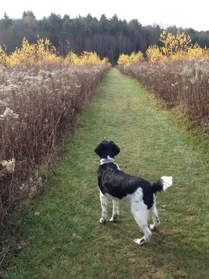 A black and white dog stands on a grassy path lined with dried plants and vibrant yellow foliage, looking ahead towards a forest in the distance.