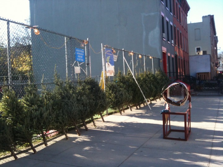 Northcountry Christmas Trees for sale in Brooklyn