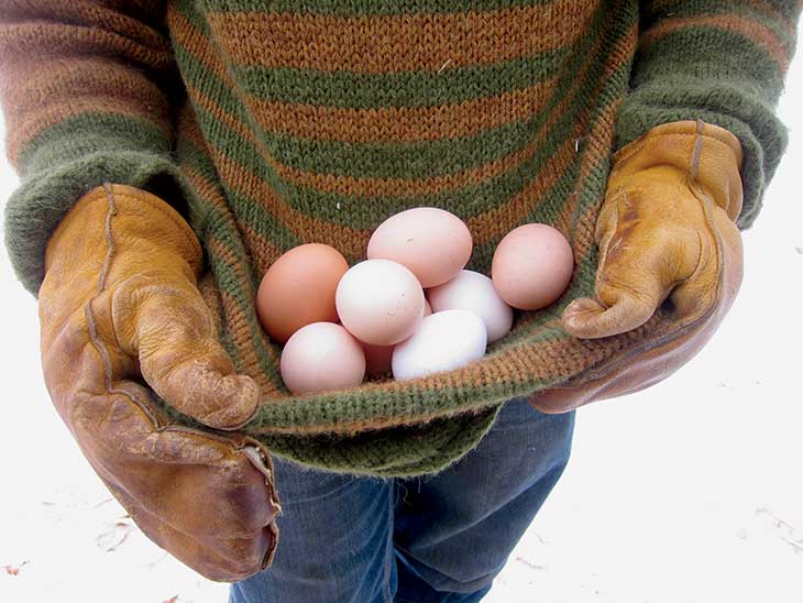 Rye collects eggs from the family’s dozen or so hens.