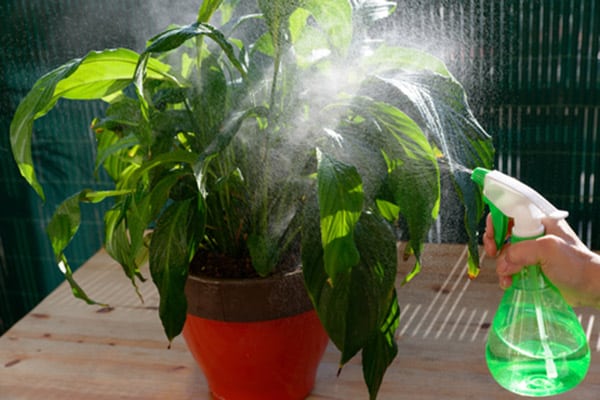 Four Ways to Water Plants