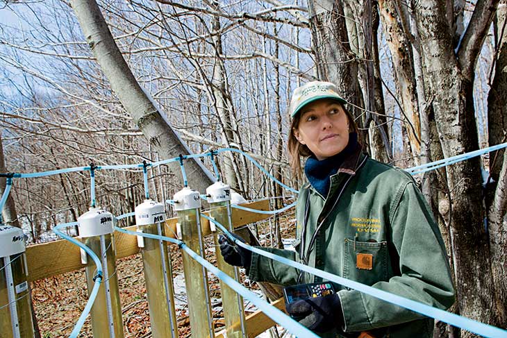 Dr. Abby van den Berg of the University of Vermont—co-discoverer of the sapling technique—checks the tubing at a maple plantation. 