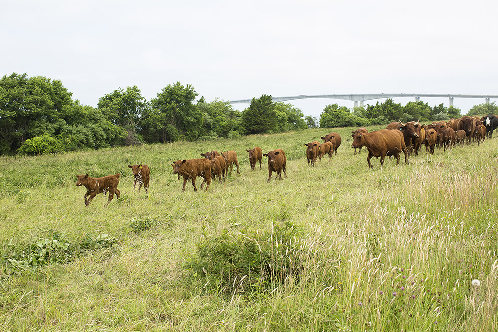 Watson Farm tk cows with tk bridge in background.