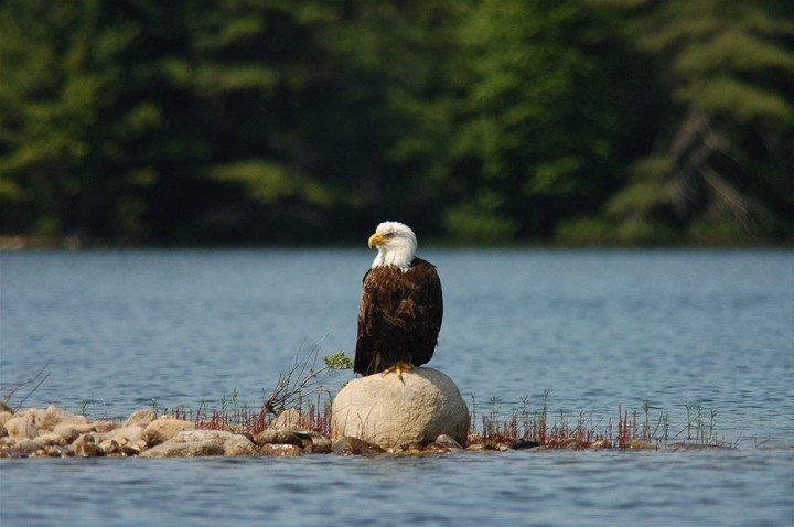 Gate 40, Quabbin Reservoir, Massachusetts. "Notice how he is sitting on one foot. Very small nesting island is off to the left."