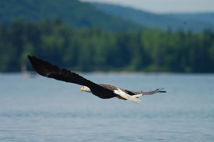 Gate 40 at the Quabbin Reservoir, Massachusetts. "Eagle flying low over reservoir in June 2009."
