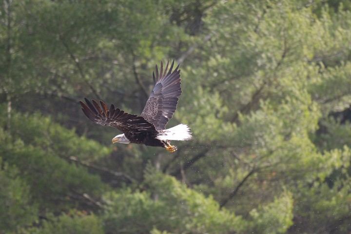 Gate 16, Quabbin Reservoir, Massachusetts. "Moments before this shot I was surprised by the eagle plunging into the shallow water only 15 yards away while i was tucked under pine trees." November 2014.