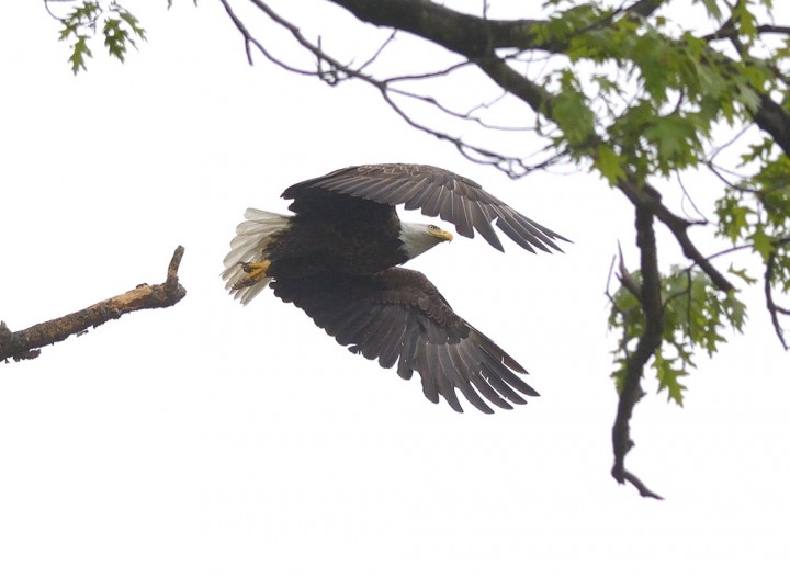Barton Cove, Gill, Massachusetts. "Incredibly beautiful eagle captured leaving perch on nesting island in May 2014."
