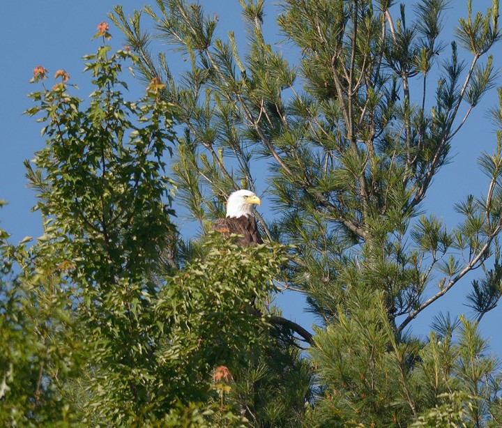 Snell Island, Quabbin Reservoir, Massachusetts. "Parent sitting up above nest where there are a pair of young eagles in June 2014."