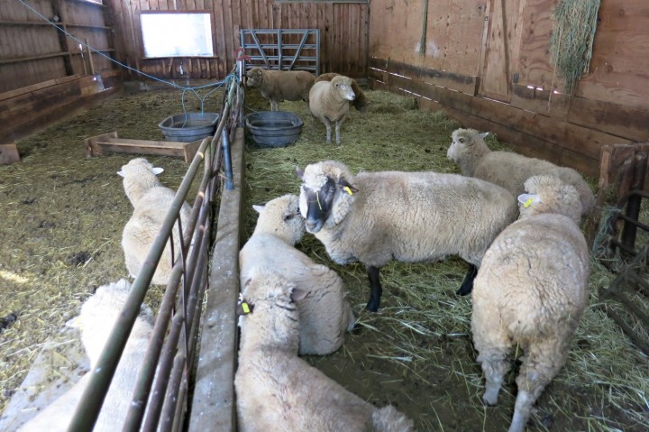 sheep barn grafton vermont