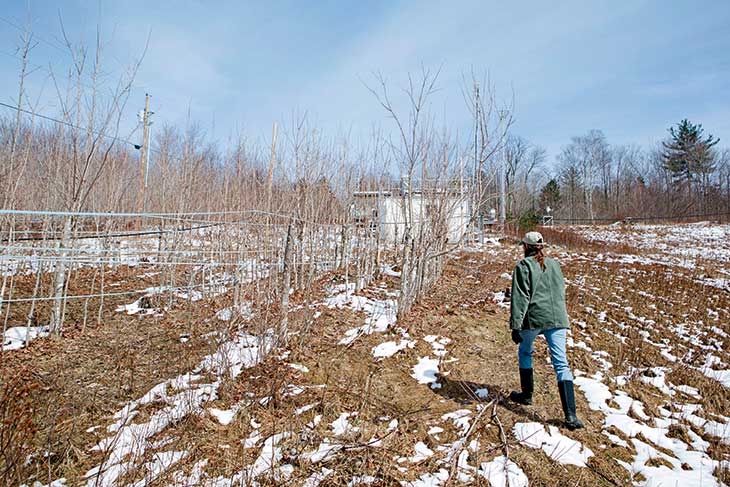 Dr. Abby van den Berg of the University of Vermont—co-discoverer of the sapling technique—checks the tubing at a maple plantation. 