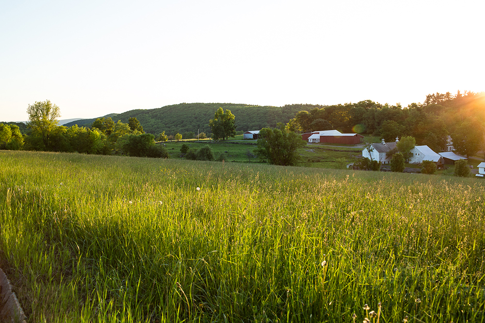 The iconic landscape of Steady Lane Farm bathed in early morning sunlight.