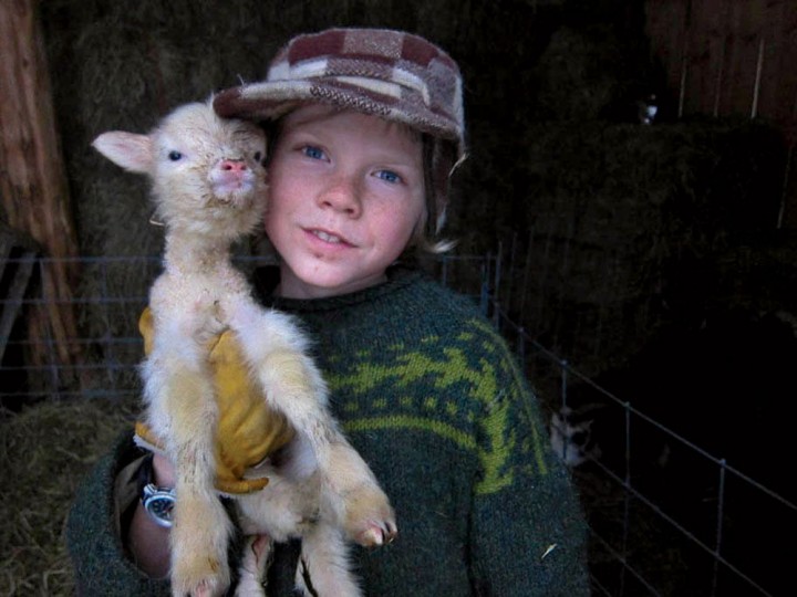 Rye welcomes a newborn lamb into the Hewitt menagerie.