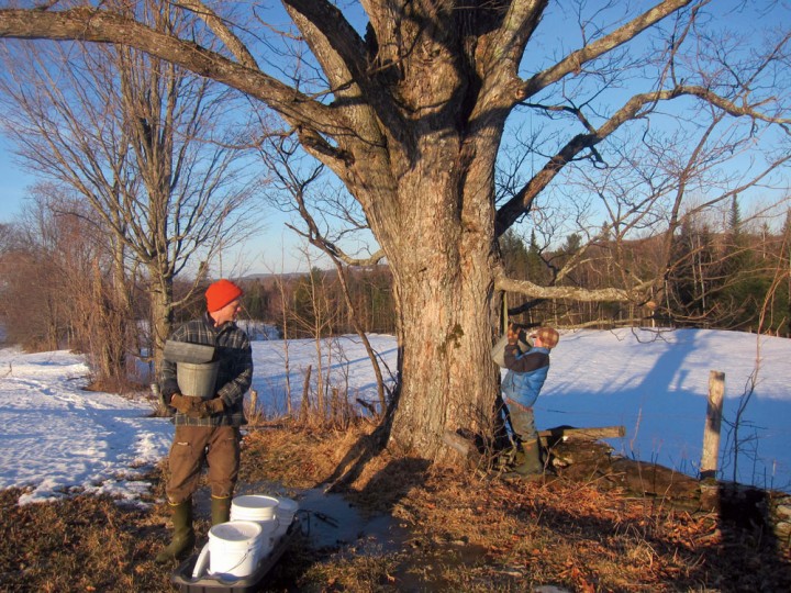 Ben and Rye, age 9, gather sap to haul back to the evaporator;