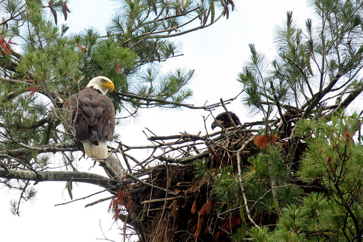 Best Places to See Bald Eagles in New England
