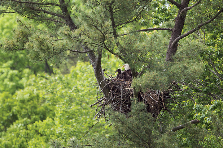 An adult eagle and her chicks nest high above the river.