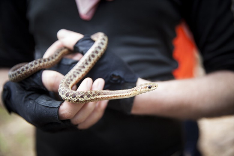 Photographer Dom Francis, holds a garter snake at Grand Pitch before setting him free. The group caught several animals along the way, including a yellow spotted salamander on Moosehead Lake, a turtle on the Penobscot, and a tree frog. 