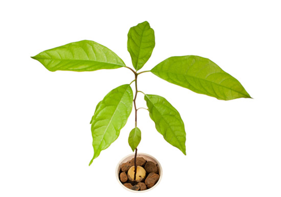 avocado-plant-dt