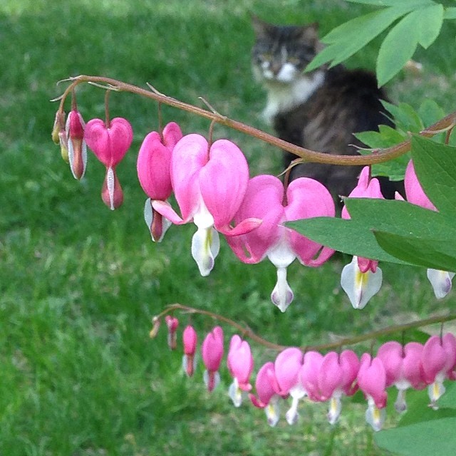 A Victorian favorite—delicate, beautiful and romantic—bleeding hearts begin blooming in mid-spring in New England. Learn more about shade-loving plants! 