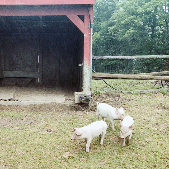  The Friendly Farm has been family-owned since 1965. Much more than a petting zoo, it's a five-acre oasis of lawns, pastures, and pens. Read more about The Friendly Farm!
