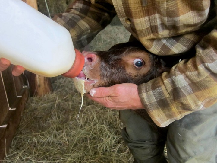 Feeding time for a day-old bull calf, a milking shorthorn/Jersey cross.
