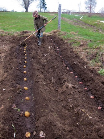Rye helps plant the potato crop: two rows down, a dozen more to go.