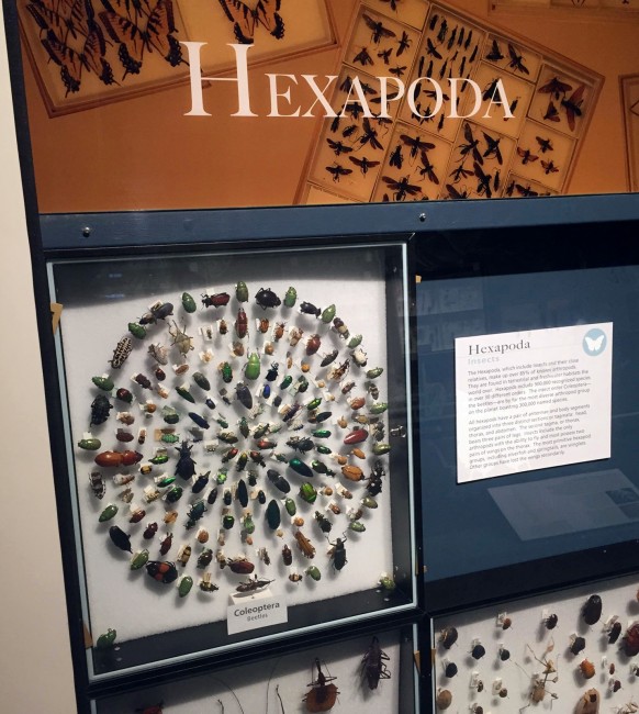 harvard museum beetles