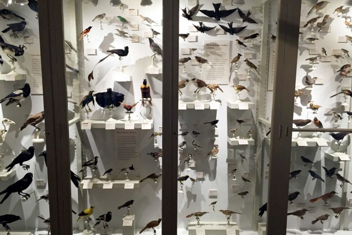 harvard museum birds of the world