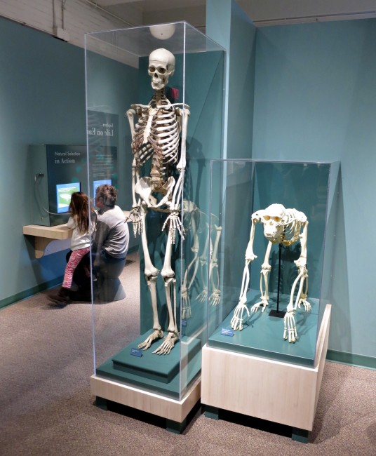 harvard museum evolution