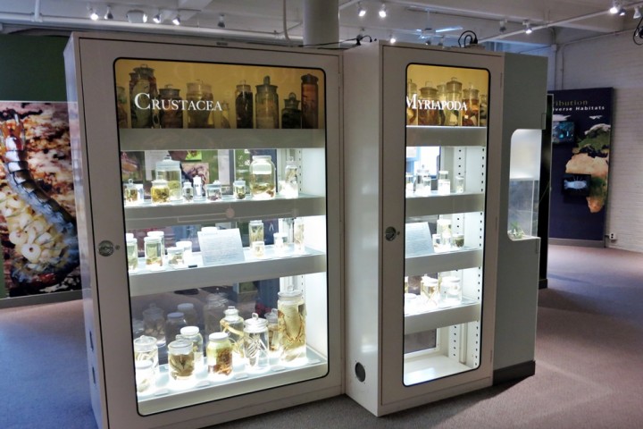 harvard museum glass jars