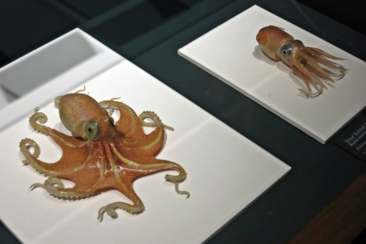 harvard museum glass octopus