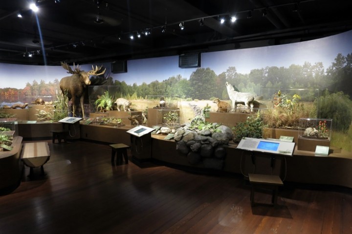 harvard museum new england forests room