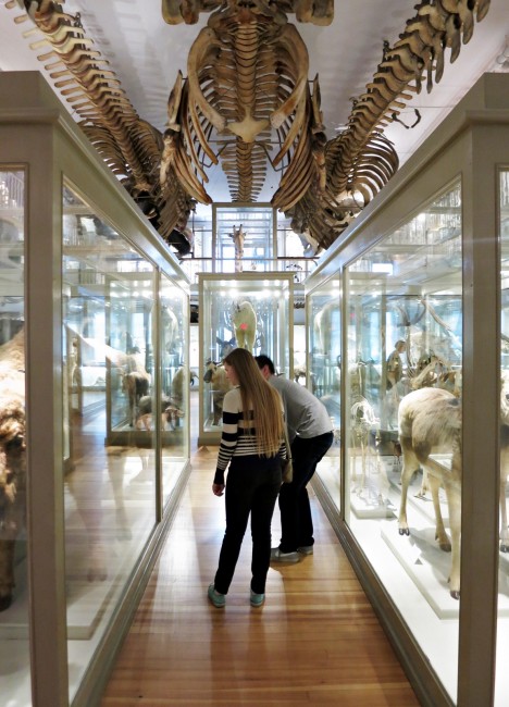 harvard museum of natural history great mammal hall