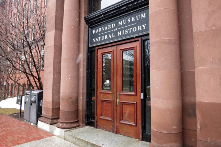 The Harvard Museum of Natural History