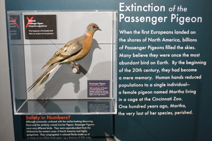 harvard museum passenger pigeon