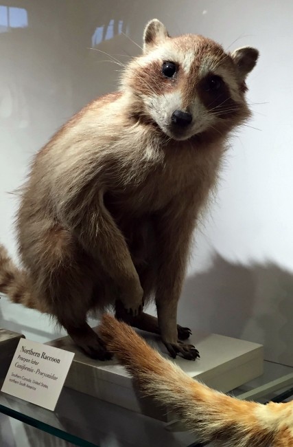 harvard museum raccoon
