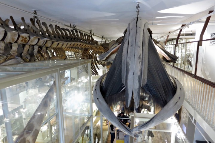 harvard museum right whale baleen