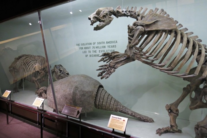 harvard museum skeletons