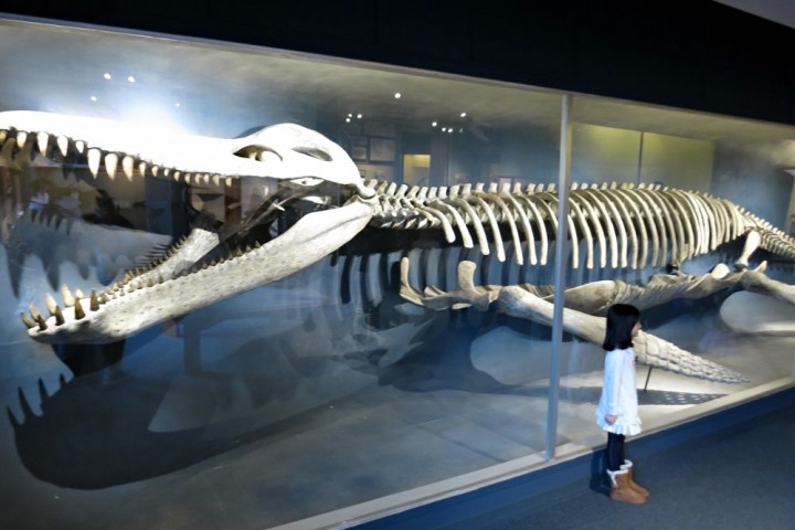 harvard whale skeleton